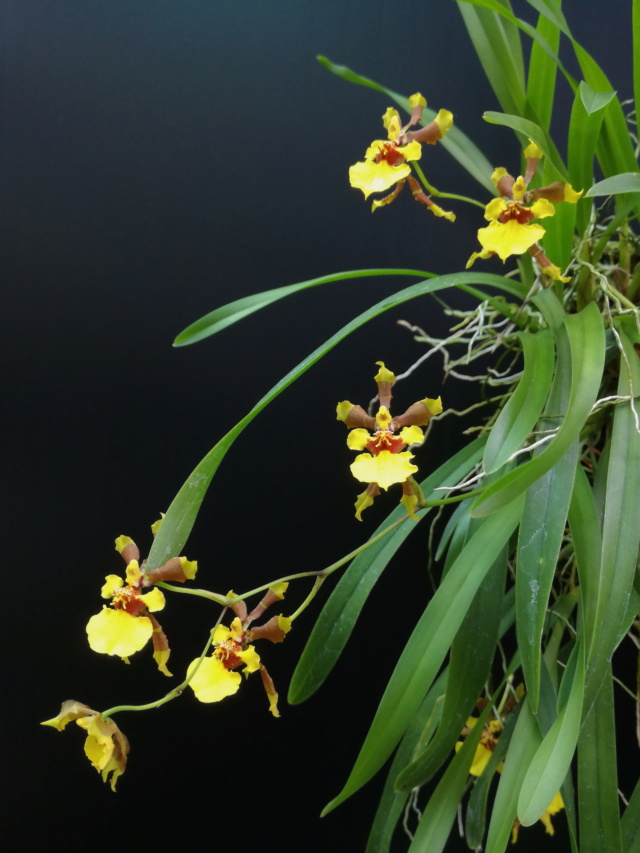 Oncidium croesus Oncid106