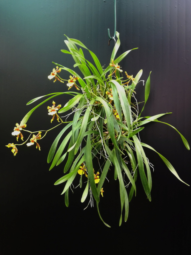 Oncidium croesus Oncid107