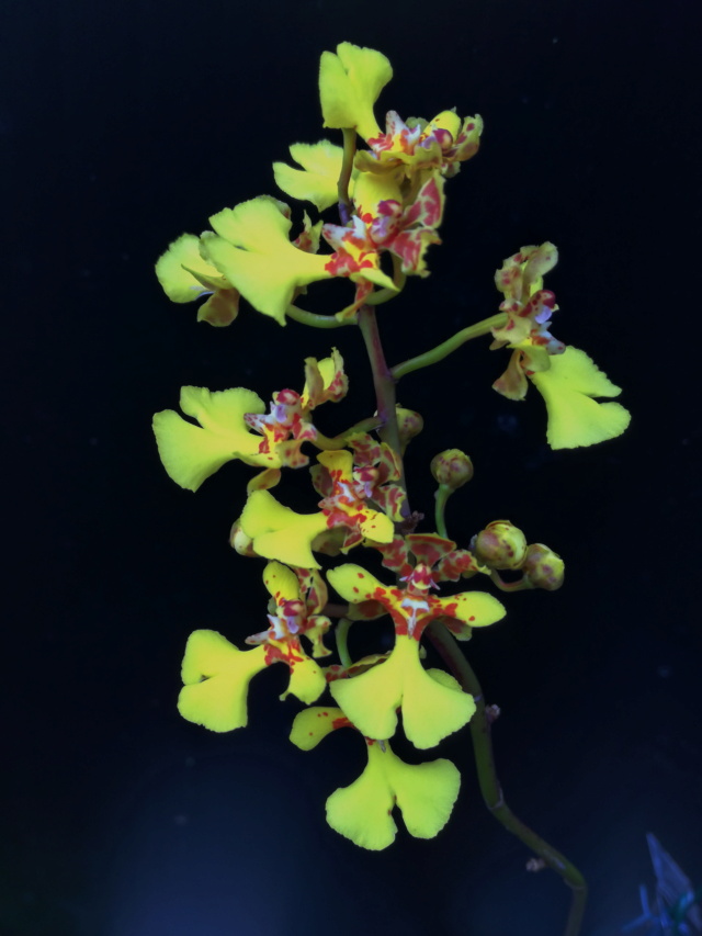 Oncidium sprucei (rattenschwänziges) Oncid141