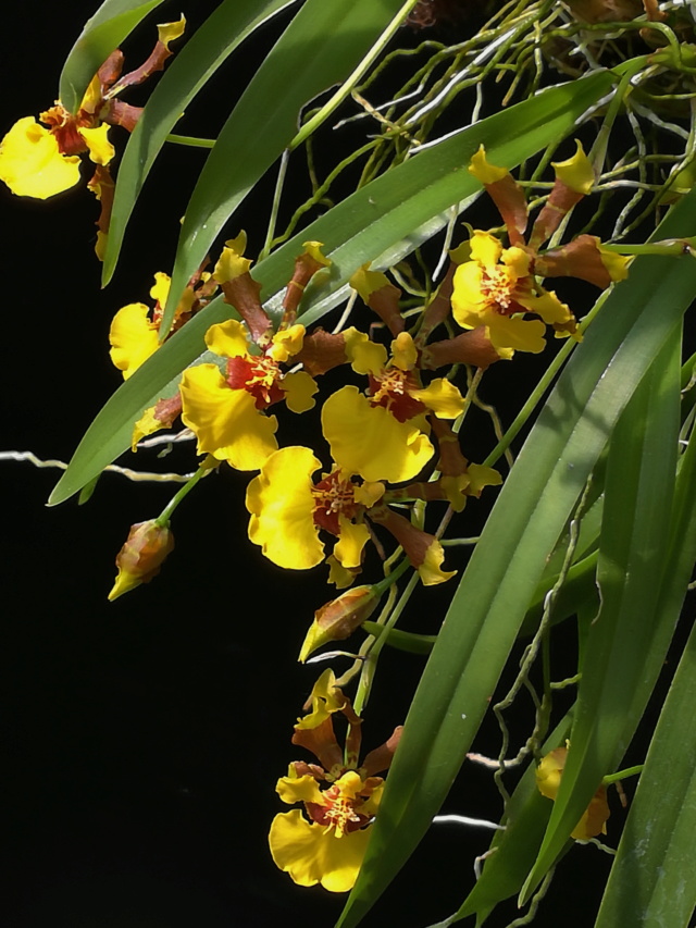 Oncidium croesus Oncid167