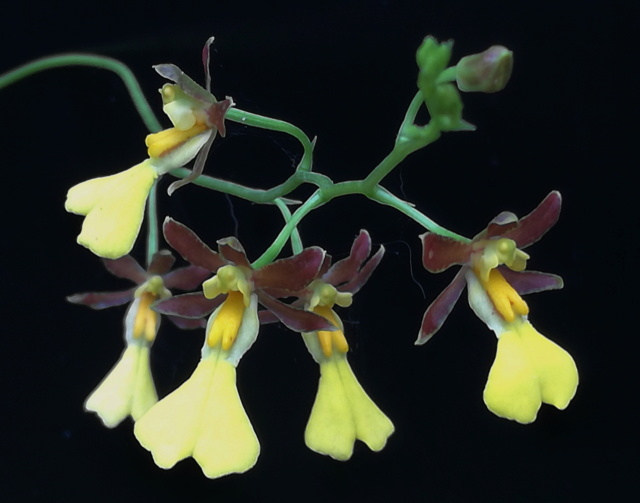 Oncidium gracile Oncid168