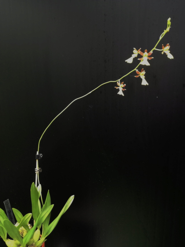 Oncidium gracile Oncid169