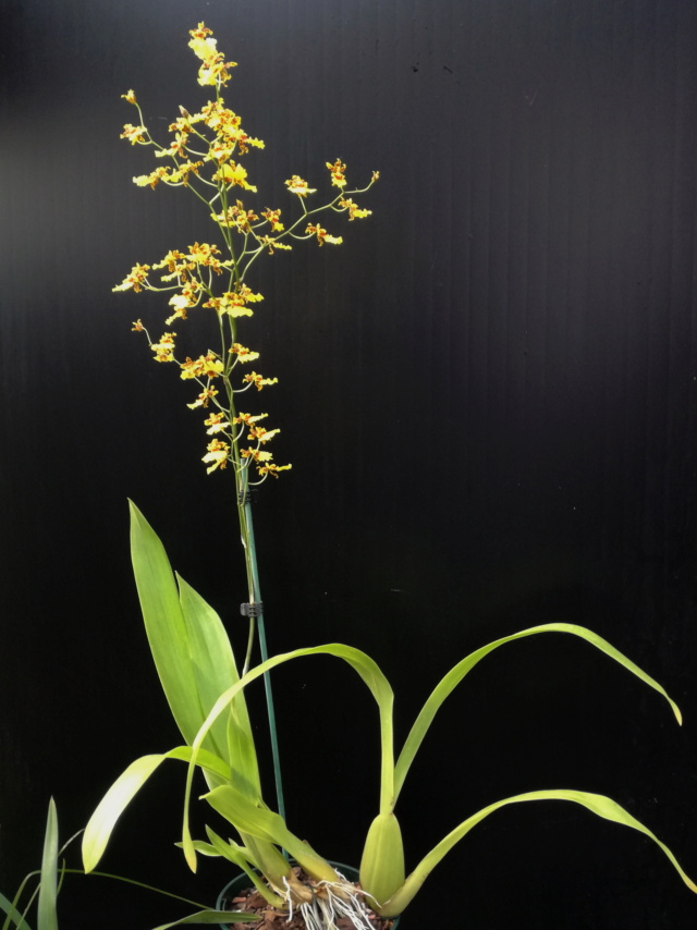 Oncidium bifolium Oncid242