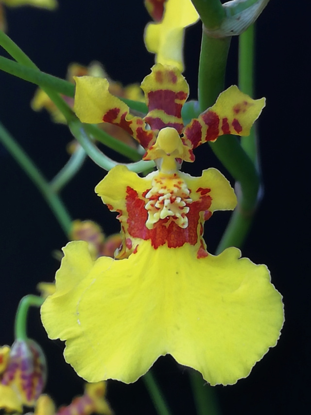 Oncidium bifolium Oncid244