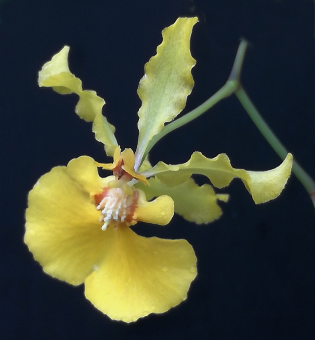 Oncidium calanthum Oncid279