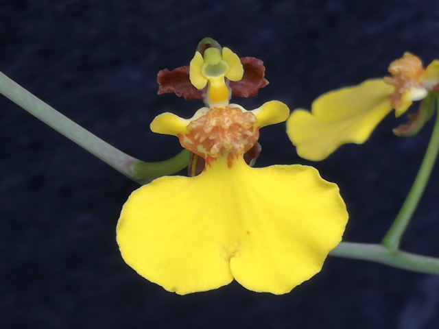 Oncidium spilopterum Oncidi34