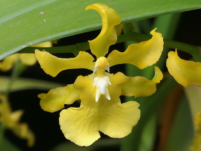 Oncidium heinzelii Oncidi51