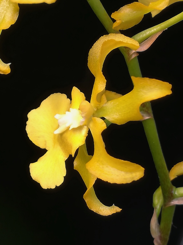 Oncidium heinzelii Oncidi52