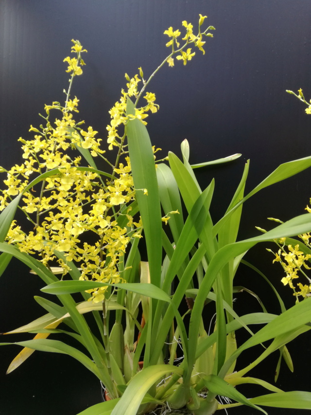 Oncidium heinzelii Oncidi53