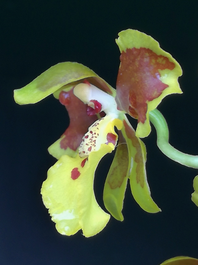 Oncidium sarcodes Oncidi58