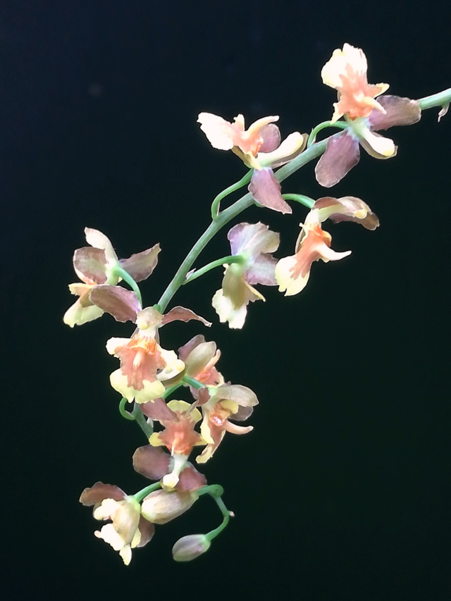 Oncidium longicornu Oncidi62