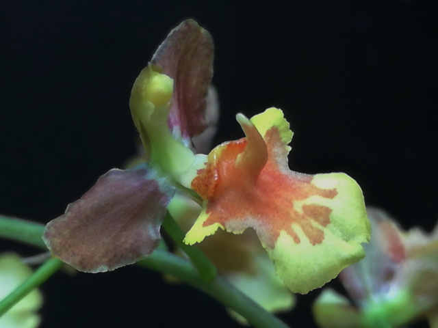 Oncidium longicornu Oncidi66