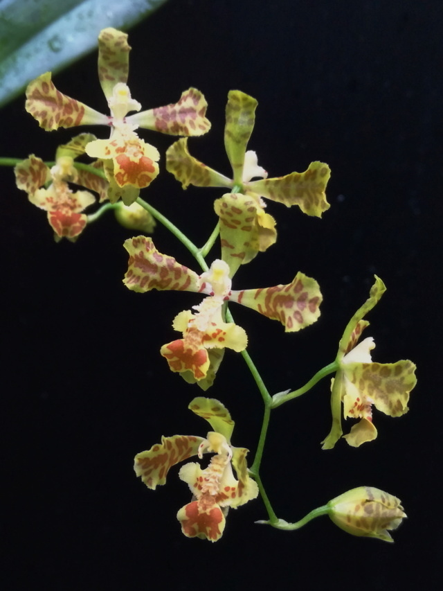 Oncidium leinigii Oncidi85