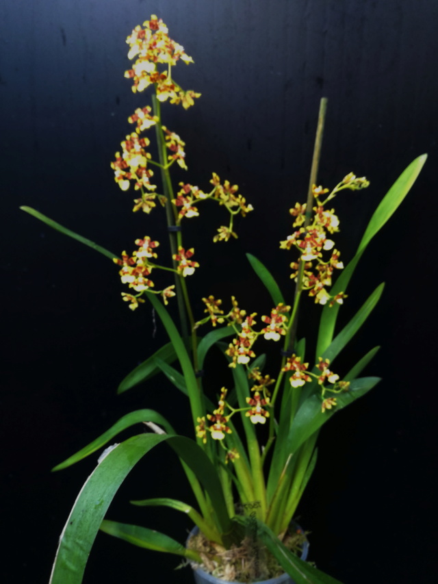 Oncidium tipuloides Oncidi92