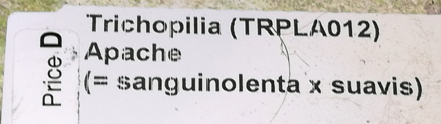 Helcia sanguinolenta Tricho37