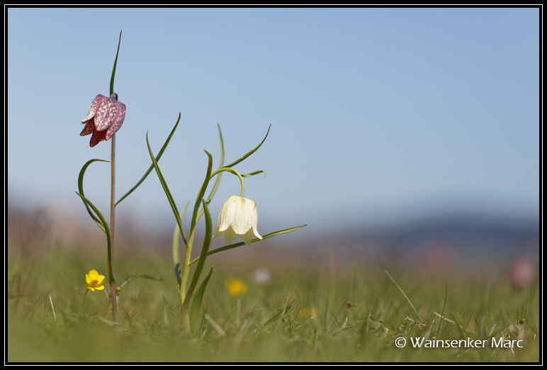 Dame fritillaire... (Jura, avril 2019) Fritil13