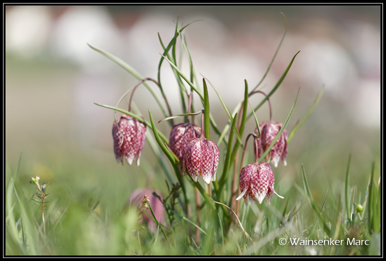 Dame fritillaire... (Jura, avril 2019) Fritil15