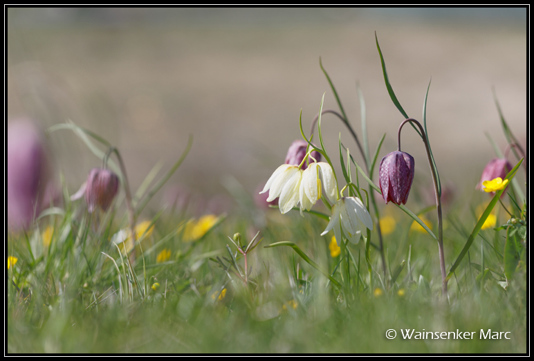 Dame fritillaire... (Jura, avril 2019) Fritil17