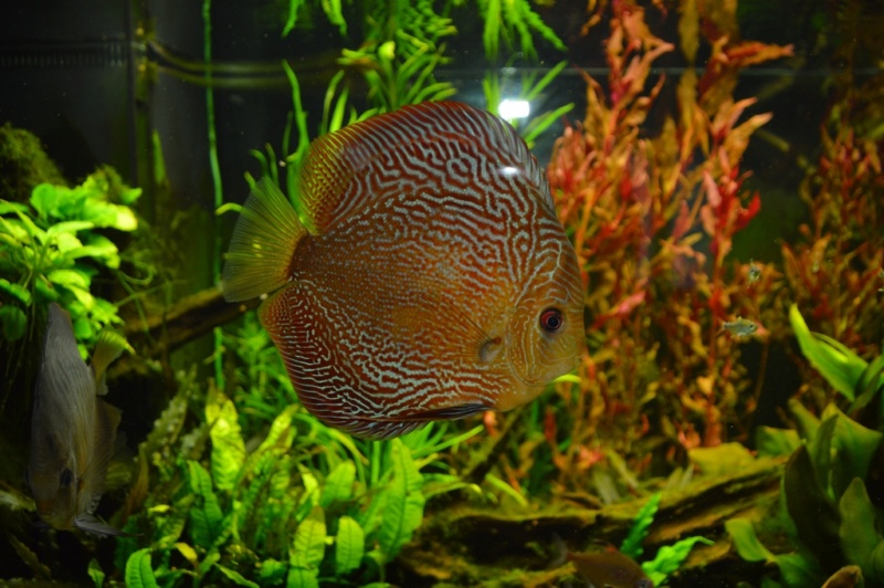 Discus  Dsc_0210