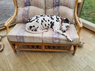 shyfou type dalmatien de 4 ans  - Page 2 20210313