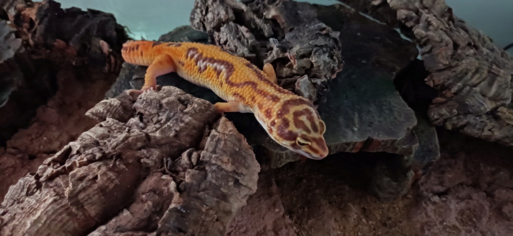 Identification gecko léopard  Img_2010