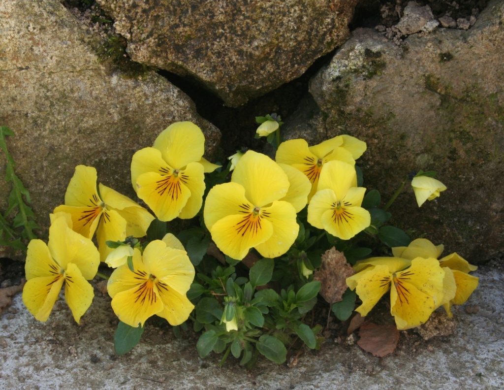 Pensées Violas Paques10