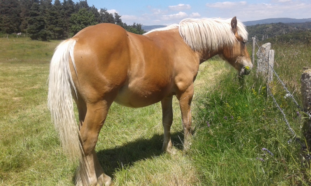 Dpt 48 - Hélios de la Roche, poulain trait comtois PP - Adopté par Gwendoline (Janv 2019) - Page 2 20180612