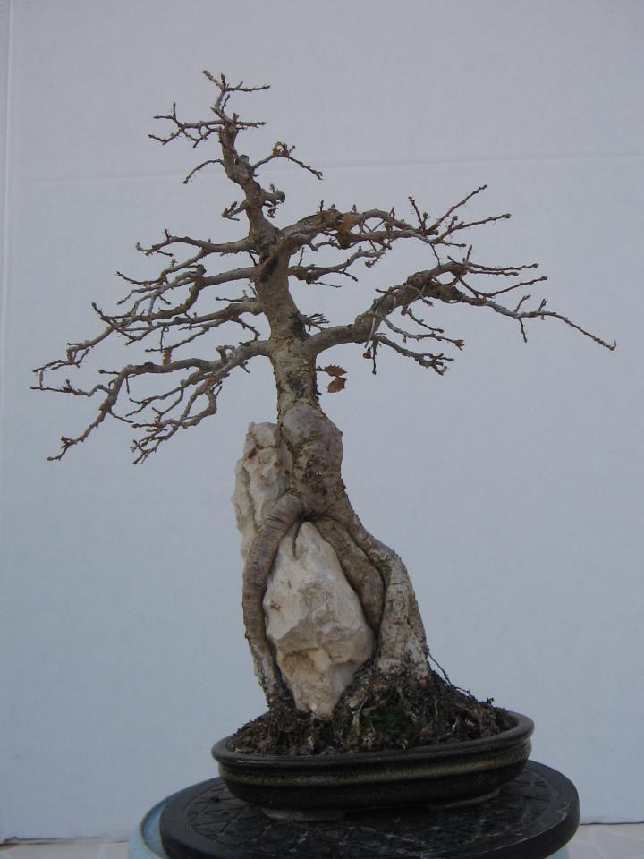 Roble Valenciano ( Quercus Valentina). 22242710