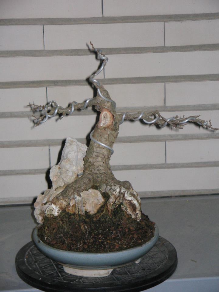 Roble Valenciano ( Quercus Valentina) 3 22998510