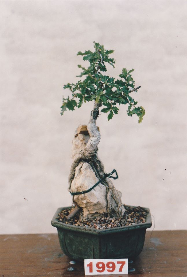 Roble Valenciano ( Quercus Valentina). 23089310