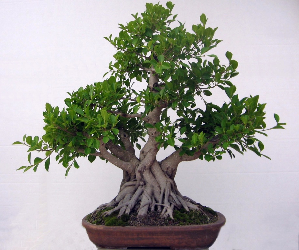 Evolución, Ficus Retusa (Ficus microcarpa, Ficus nitida). 39330710