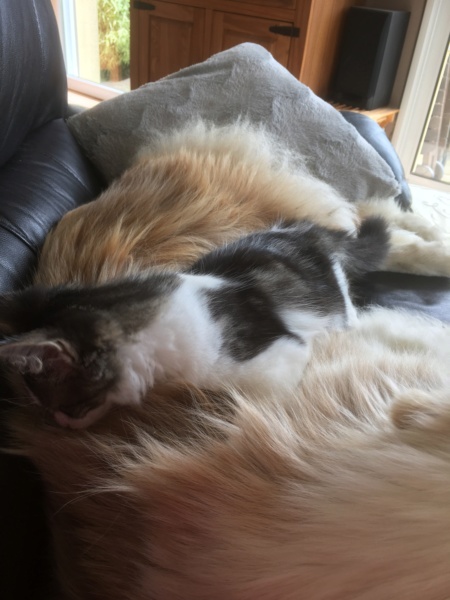 Oxo, chaton brown tabby et blanc poils longs, né le 12.04.2018 C5e4fb10