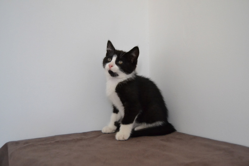 Oxbow, chaton mâle noir et blanc, né le 12.04.2018 Dsc_0035