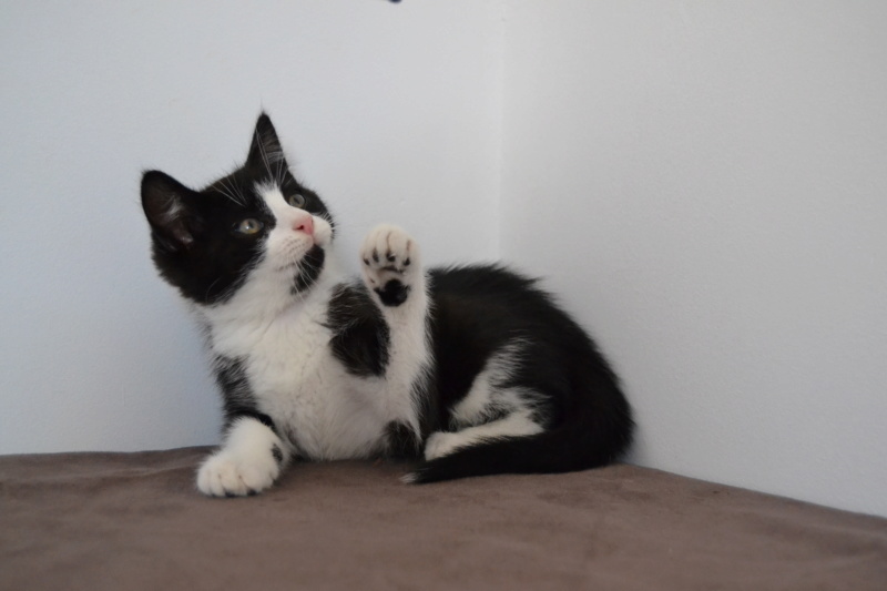 Oxbow, chaton mâle noir et blanc, né le 12.04.2018 Dsc_0039