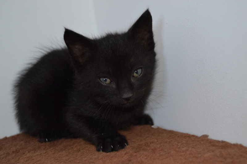 Oudini, chaton mâle noir, né le 12.04.2018 Oudini10