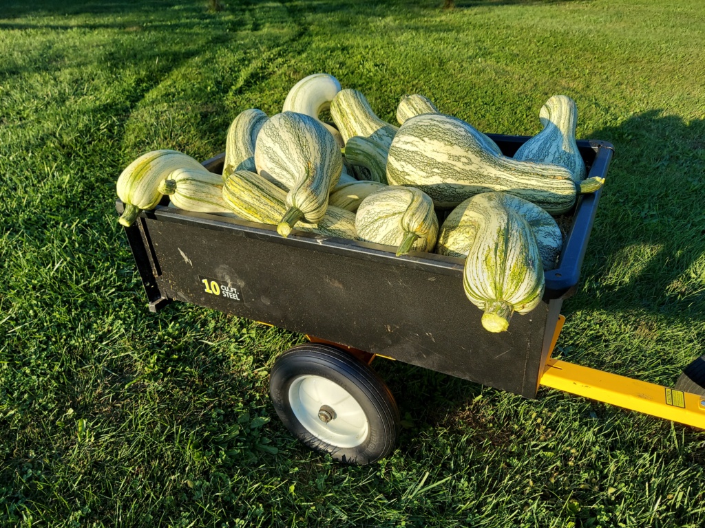 Would you buy this hay to compost? 20211010