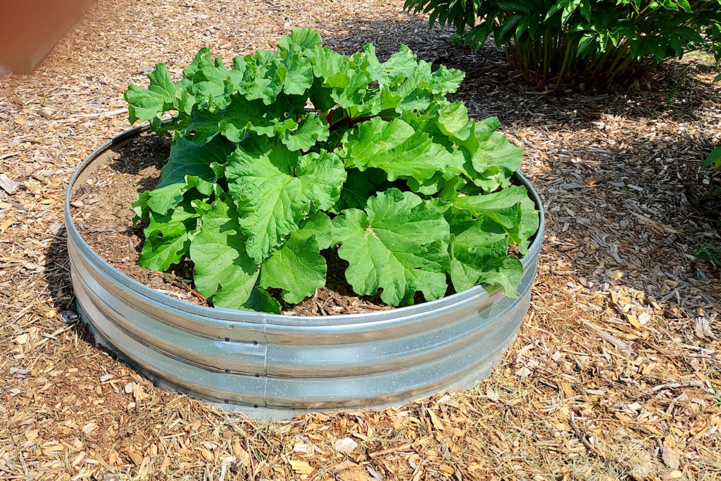Galvanized Fire Ring for Rhubarb Raised Beds? 20220510