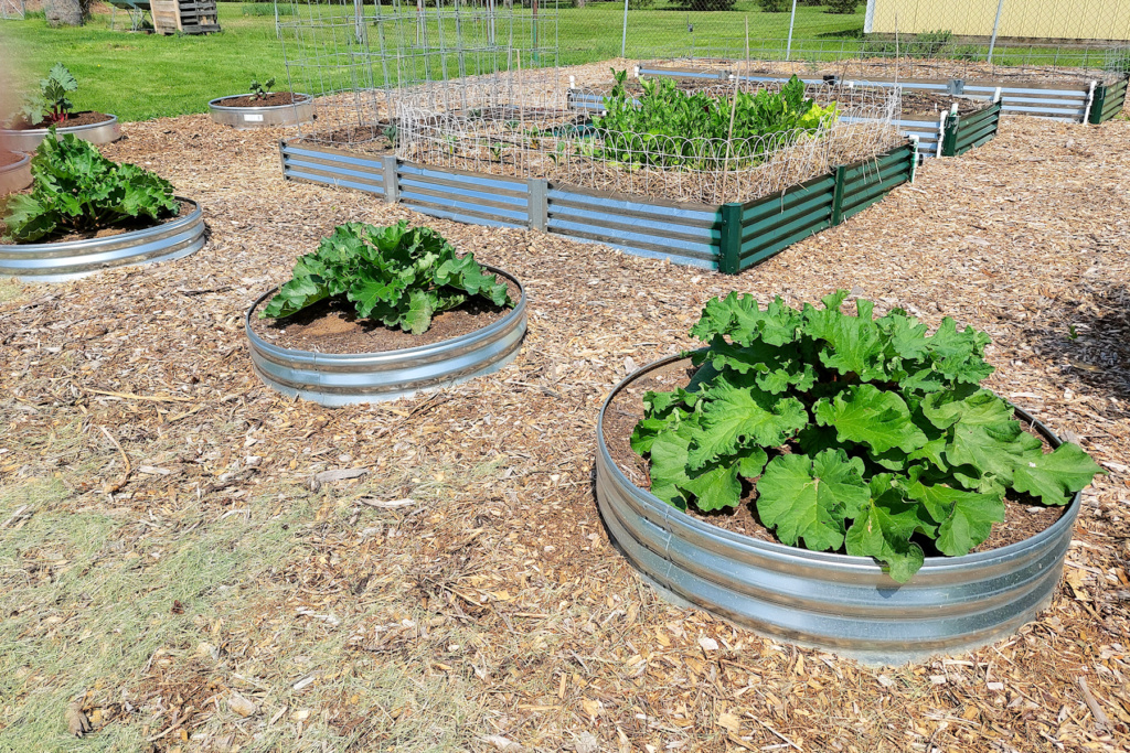 Galvanized Fire Ring for Rhubarb Raised Beds? 20220511