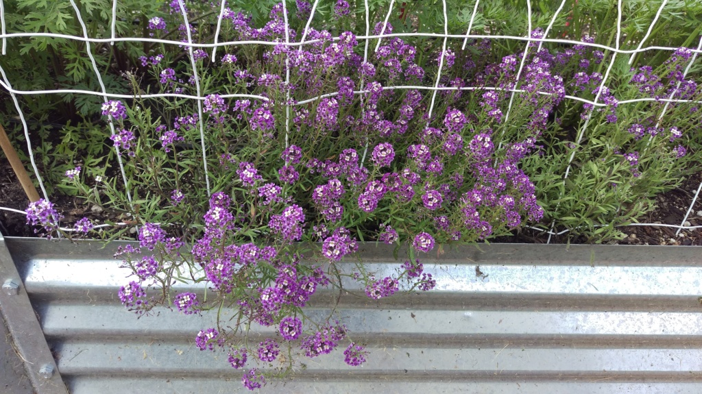Alyssum Seeds Started Alyssu10