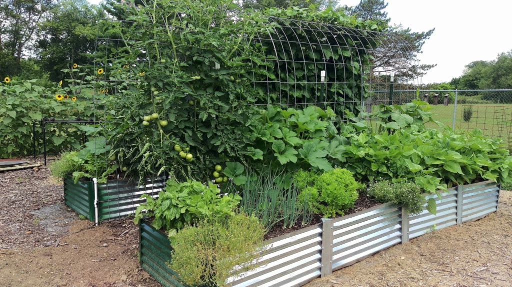 First SFG - How much can fit on a 4ft x 5ft trellis? Arbor_17