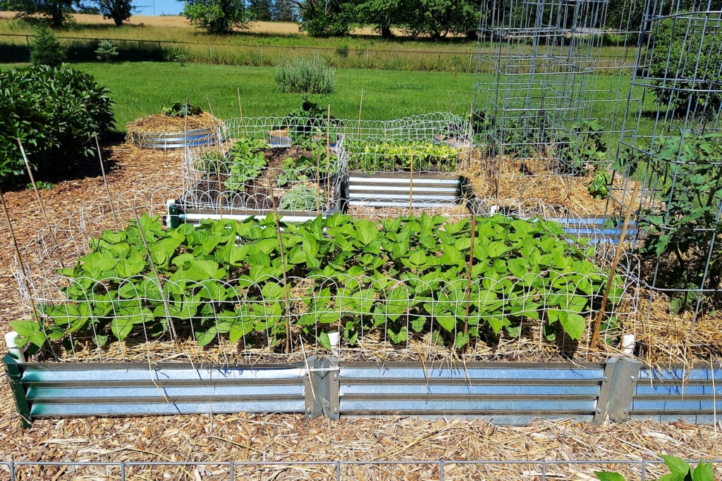 crop rotation - OhioGardener SFG - Page 5 Beans12