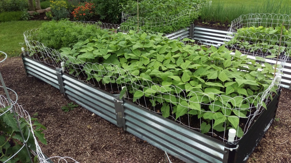 N&C Midwest: June 2019! Beans_10
