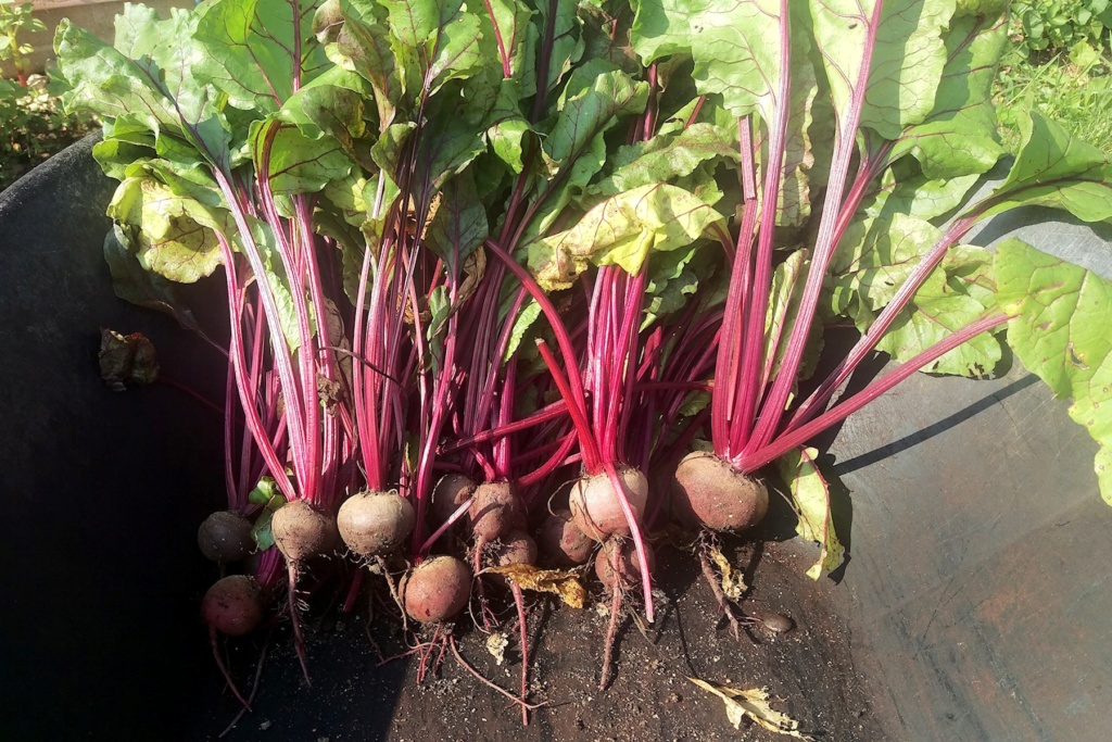 July 2019 Northern and Central Midwest –SUMMER!!! - Page 2 Beets10