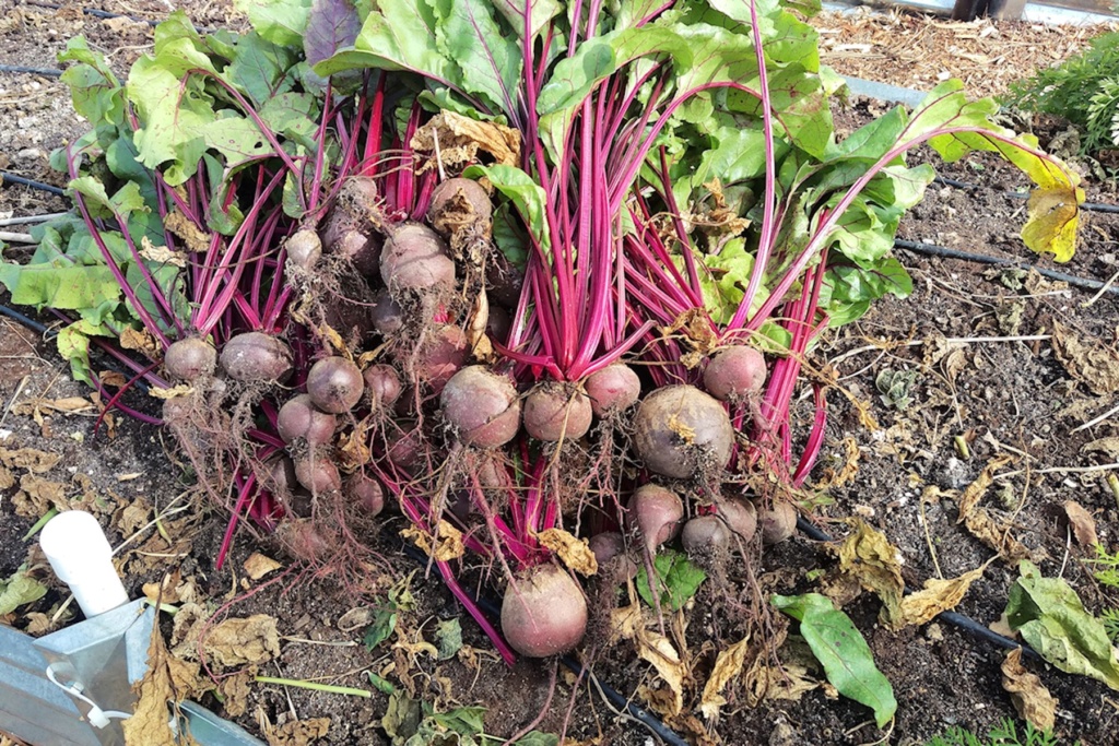 N&C Midwest October Winding Up 2019 Beets12