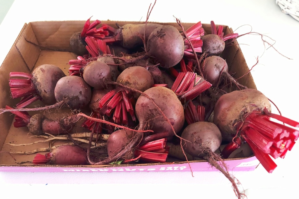 What Have You Picked From Your Garden Today - Page 8 Beets14