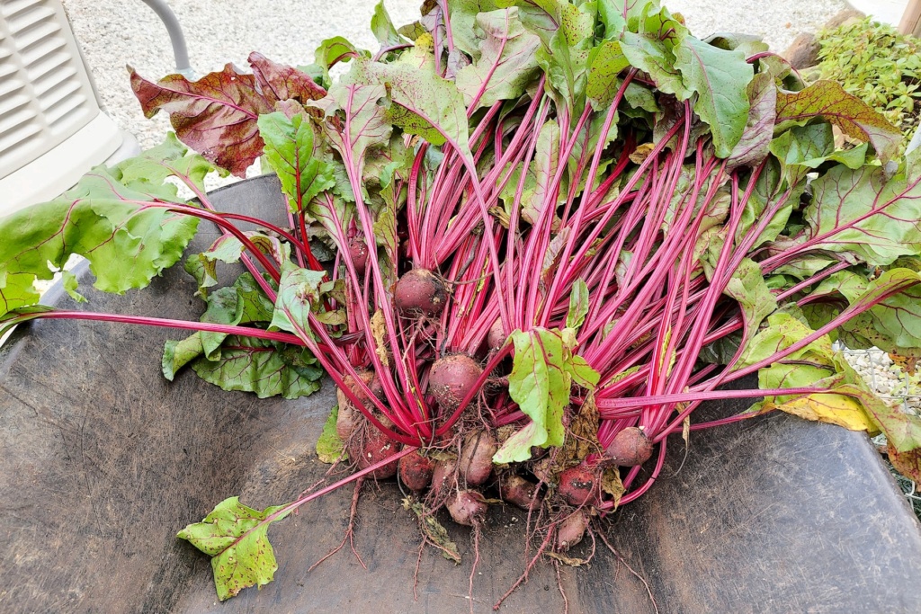 N&C Midwest — October 2021 Beets17