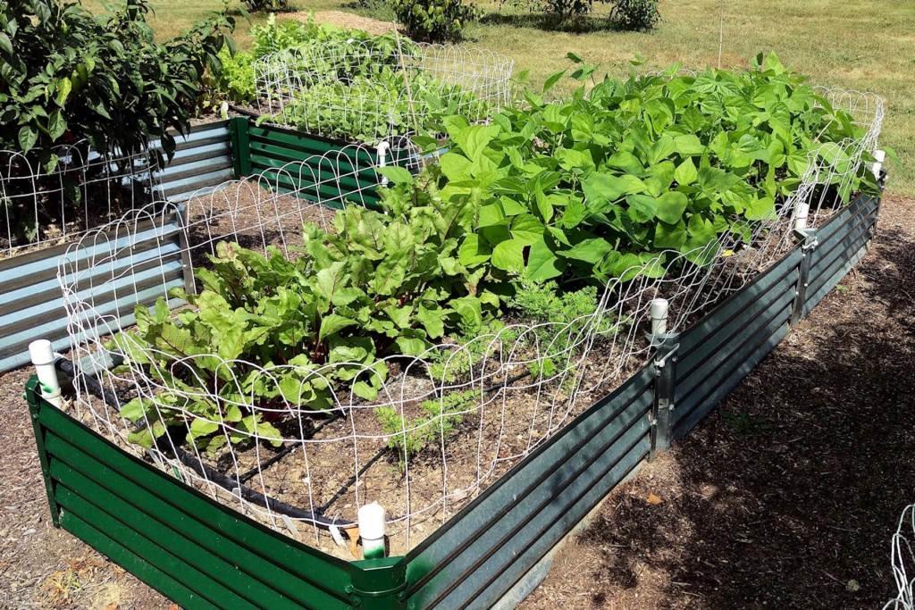 N&C Midwest: August 2019 - Page 2 Beets_10