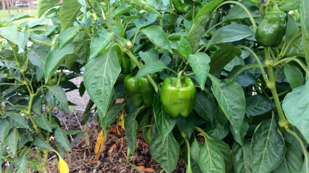 The SFG journey-pepper plants growing beyond containment cage Bell_p12