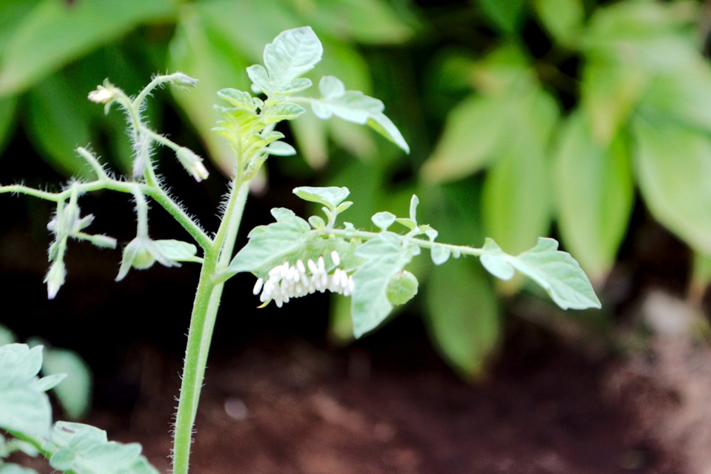 Tomato Horn Worm ? ID - Page 3 Bracon14