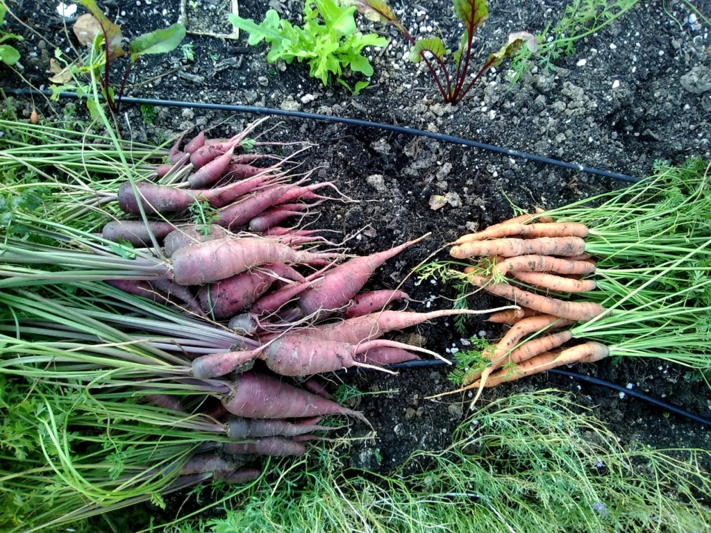 N&C Midwest: October 2018 Carrot10